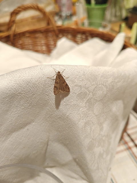 Nomophila noctuella - közönséges vándormoly