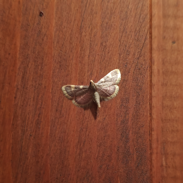 Hypsopygia costalis - szénailonca