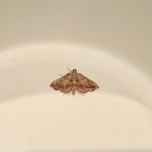 Endotricha flammealis - tüzesszárnyú fényilonca