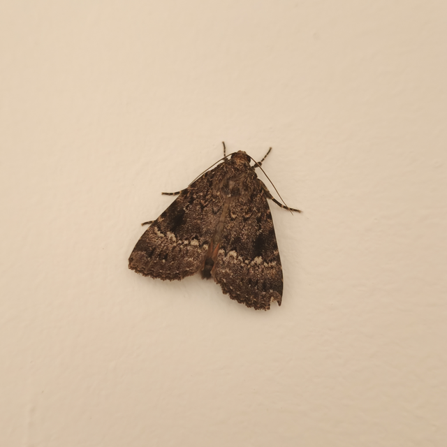Amphipyra pyramidea - fahéjszínű bagoly