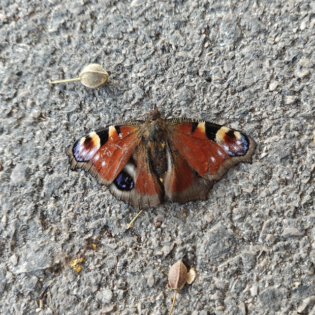 Nymphalis io - nappali pávaszem