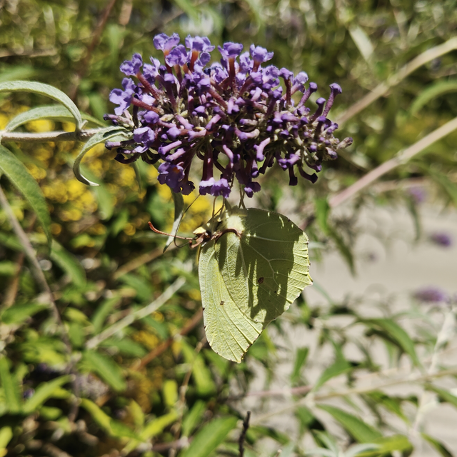 Gonepteryx rhamni - citromlepke