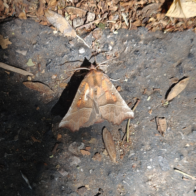 Scoliopteryx libatrix - vörös csipkésbagoly