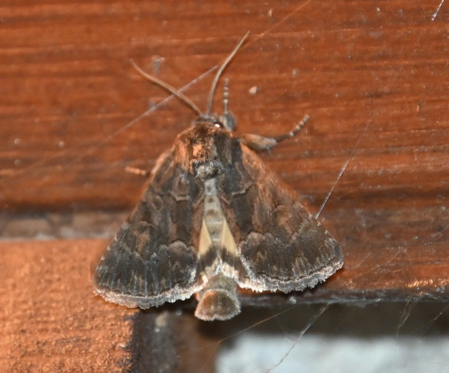 Thalpophila matura - fakó erdeibagoly