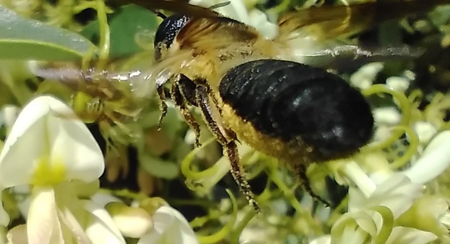 Hymenoptera - Hártyásszárnyúak