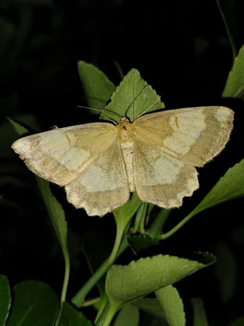 Angerona prunaria - sárga kökényaraszoló