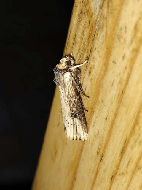 Axylia putris - vonalkás földibagoly
