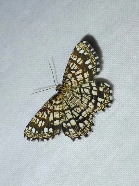 Chiasmia clathrata - rácsos rétiaraszoló