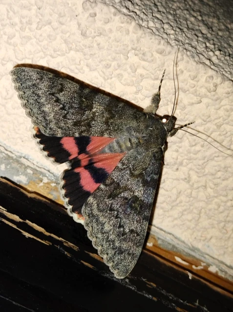 Catocala elocata - közönséges övesbagoly