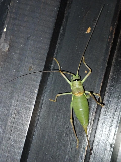 Ephippiger ephippiger - nyergesszöcske