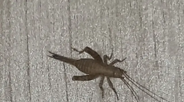 Arachnocephalus vestitus