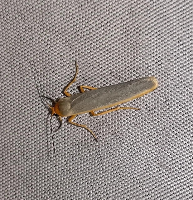 Eilema complana - közönséges zuzmószövő