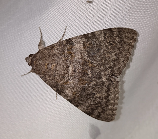 Catocala elocata - közönséges övesbagoly