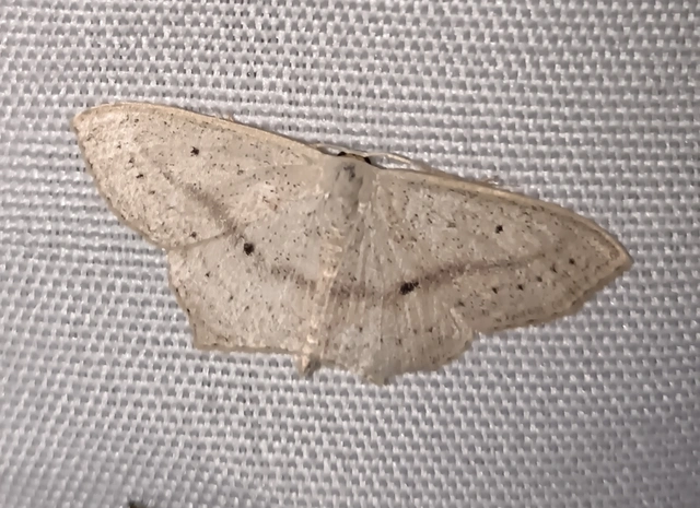 Scopula flaccidaria - alföldi sávosaraszoló