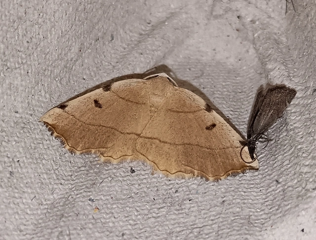 Eilicrinia trinotata - háromjegyű araszoló