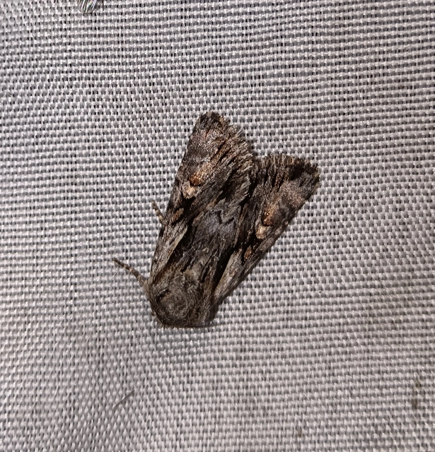 Chloantha hyperici - orbáncfű-sugarasbagoly