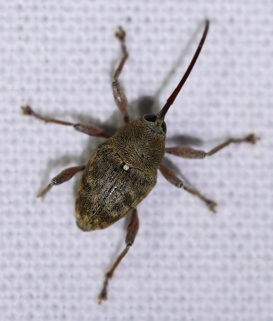 Curculio glandium - tölgymakkzsuzsóka