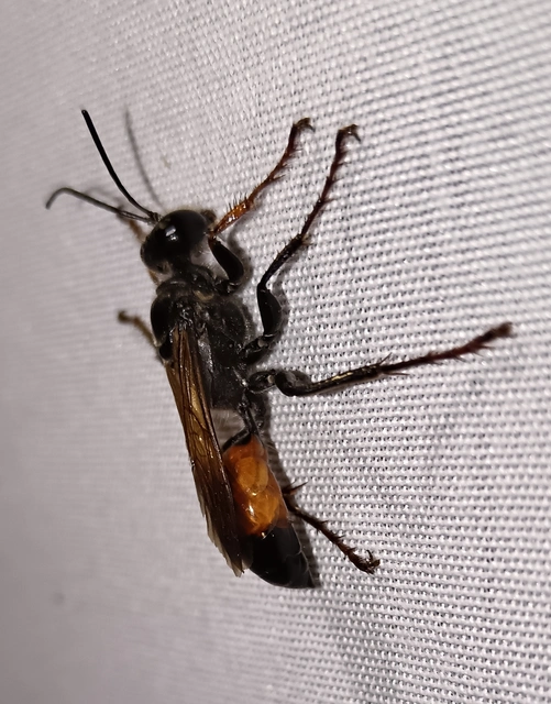 Hymenoptera - Hártyásszárnyúak