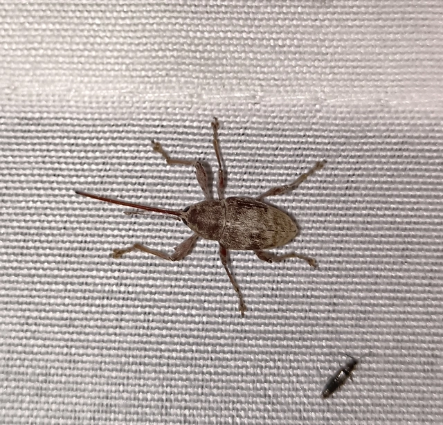 Curculio elephas - gesztenyezsuzsóka
