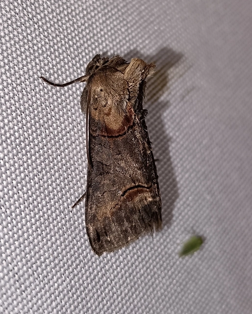 Abrostola triplasia - közönséges csalánbagoly