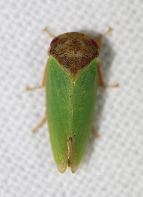 Iassus