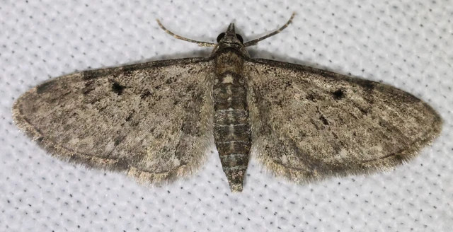 Eupithecia virgaureata - aranyvessző-törpearaszoló