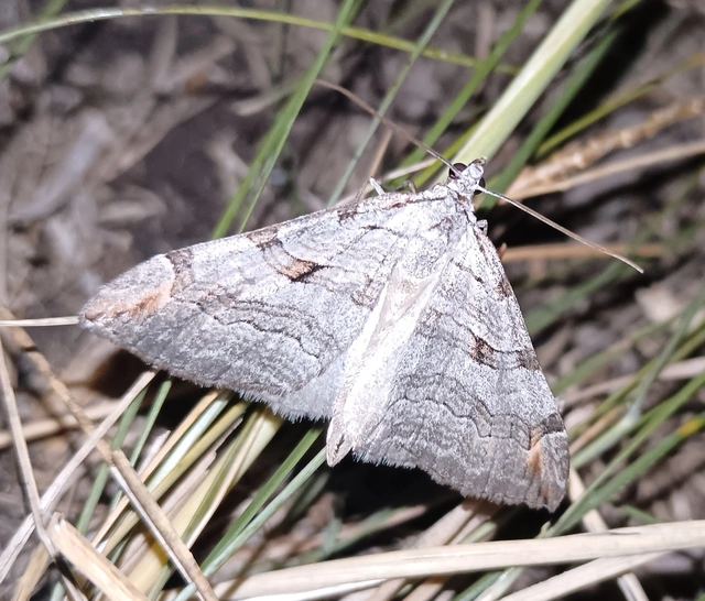 Aplocera plagiata - szürke csíkosaraszoló