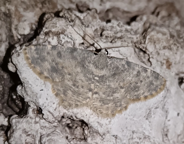 Charissa variegata - tarka sziklaaraszoló