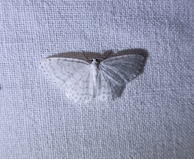 Asthena albulata - gyertyán-fehéraraszoló