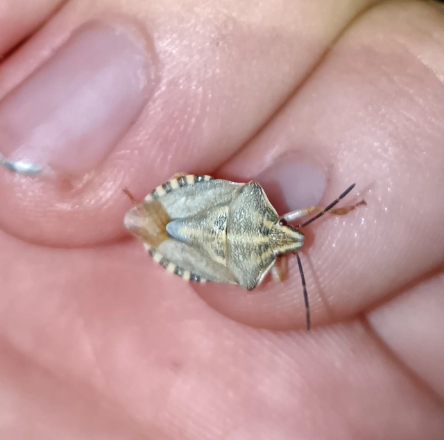 Carpocoris Carpocoris