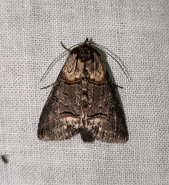 Abrostola agnorista - sziklalakó csalánbagoly