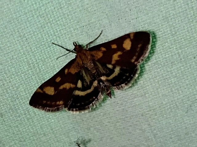Pyrausta purpuralis - közönséges bíbormoly