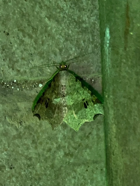 Macaria alternata - közönséges szürkearaszoló