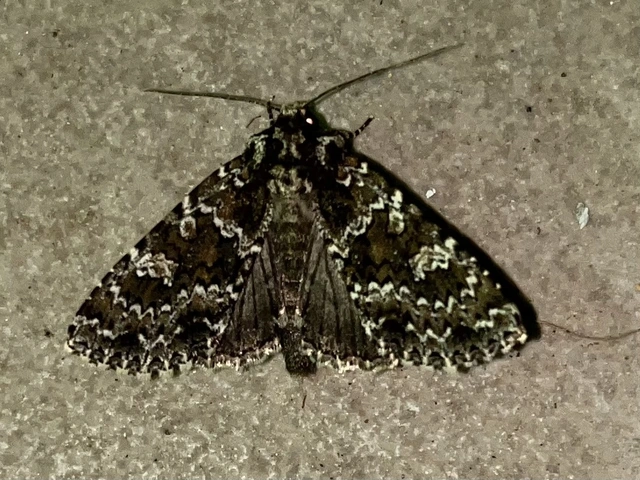 Polymixis polymita - kankalin-tarkabagoly