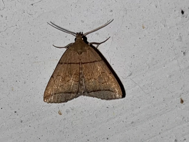Herminia grisealis - ligeti karcsúbagoly