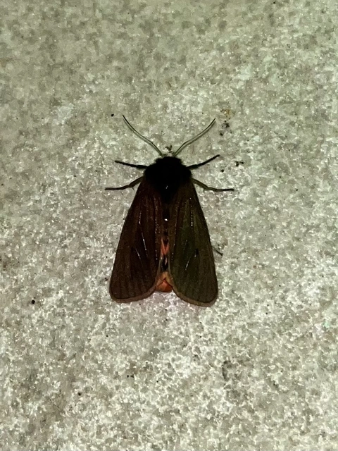 Phragmatobia fuliginosa - füstös medvelepke