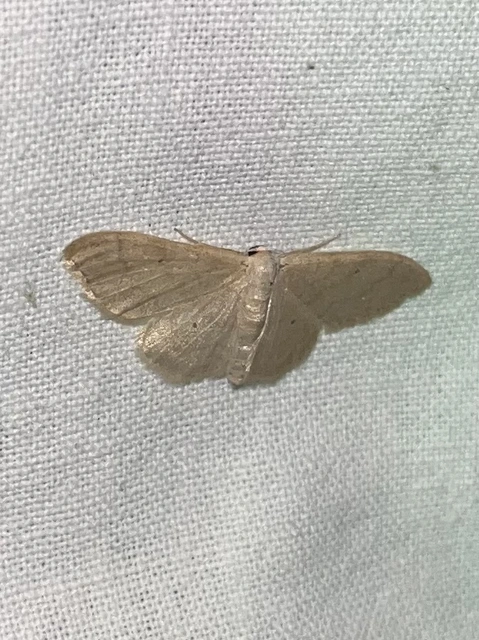 Idaea straminata - szalmasárga sávosaraszoló