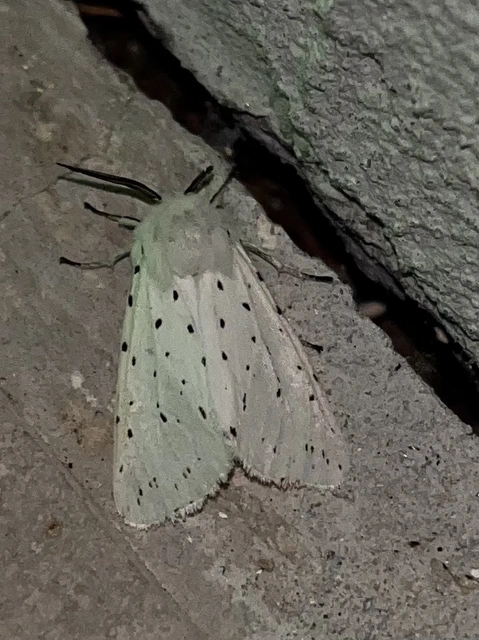 Spilosoma lubricipedum - tejszínű medvelepke