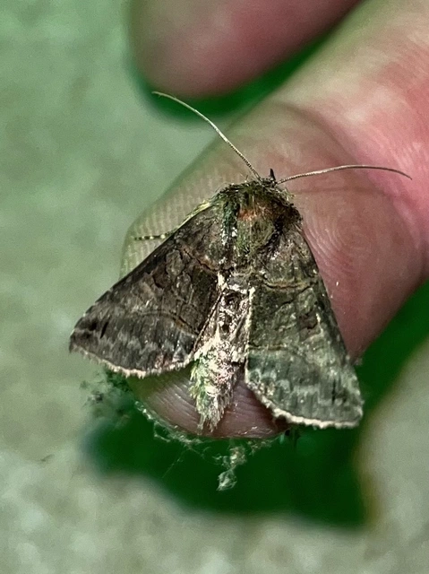 Abrostola tripartita - szürkeövű csalánbagoly