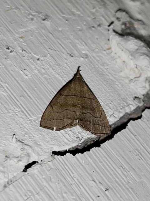 Herminia tarsicrinalis - szőröslábú karcsúbagoly