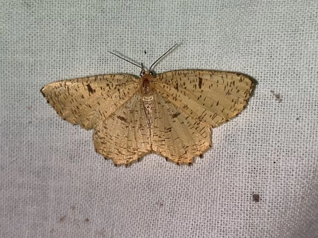 Angerona prunaria - sárga kökényaraszoló