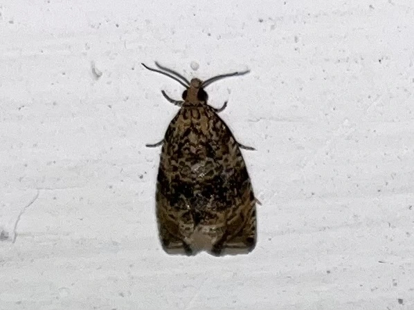 Celypha lacunana - vízparti tükrösmoly