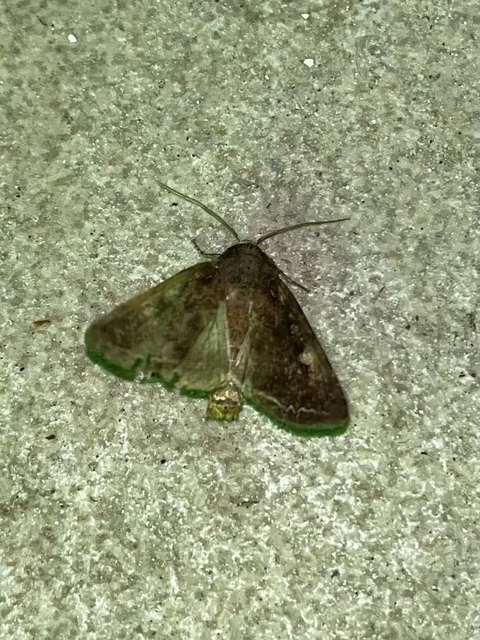 Lacanobia oleracea - saláta-kertibagoly
