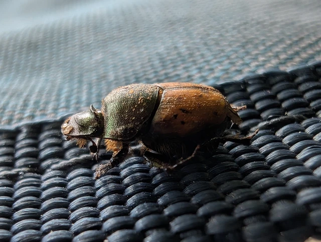 Onthophagus coenobita - rezes trágyatúró