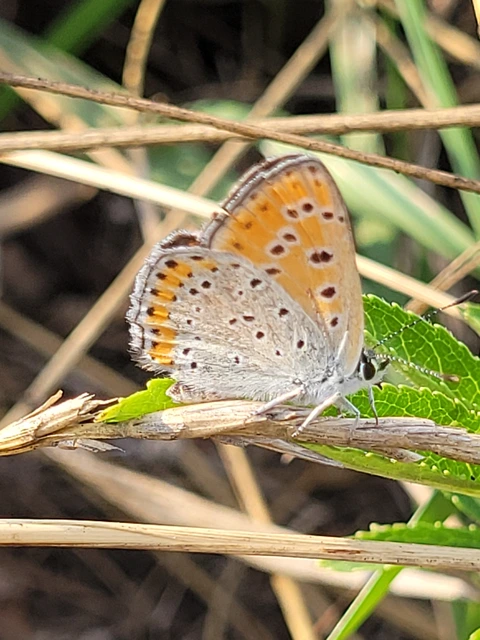 Lycaena thersamon - kis tűzlepke
