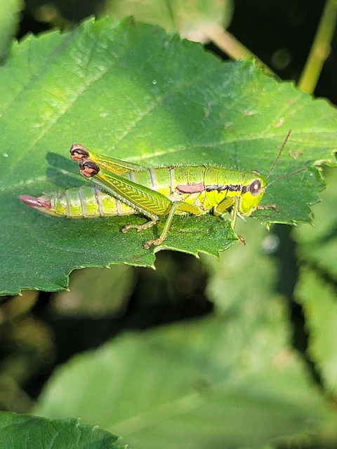 Odontopodisma decipiens - déli hegyisáska