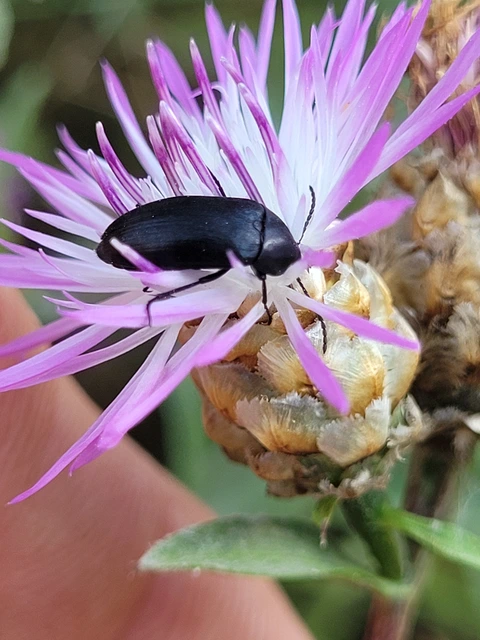 Podonta nigrita - szerecsenbogár