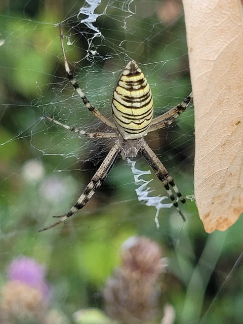 Argiope bruennichi - darázspók