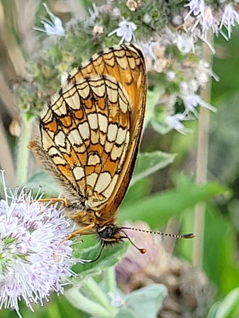 Melitaea athalia - közönséges tarkalepke