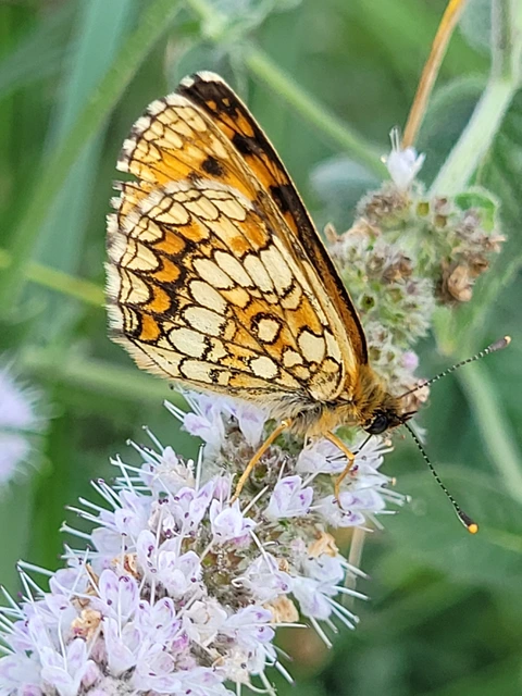 Melitaea athalia - közönséges tarkalepke